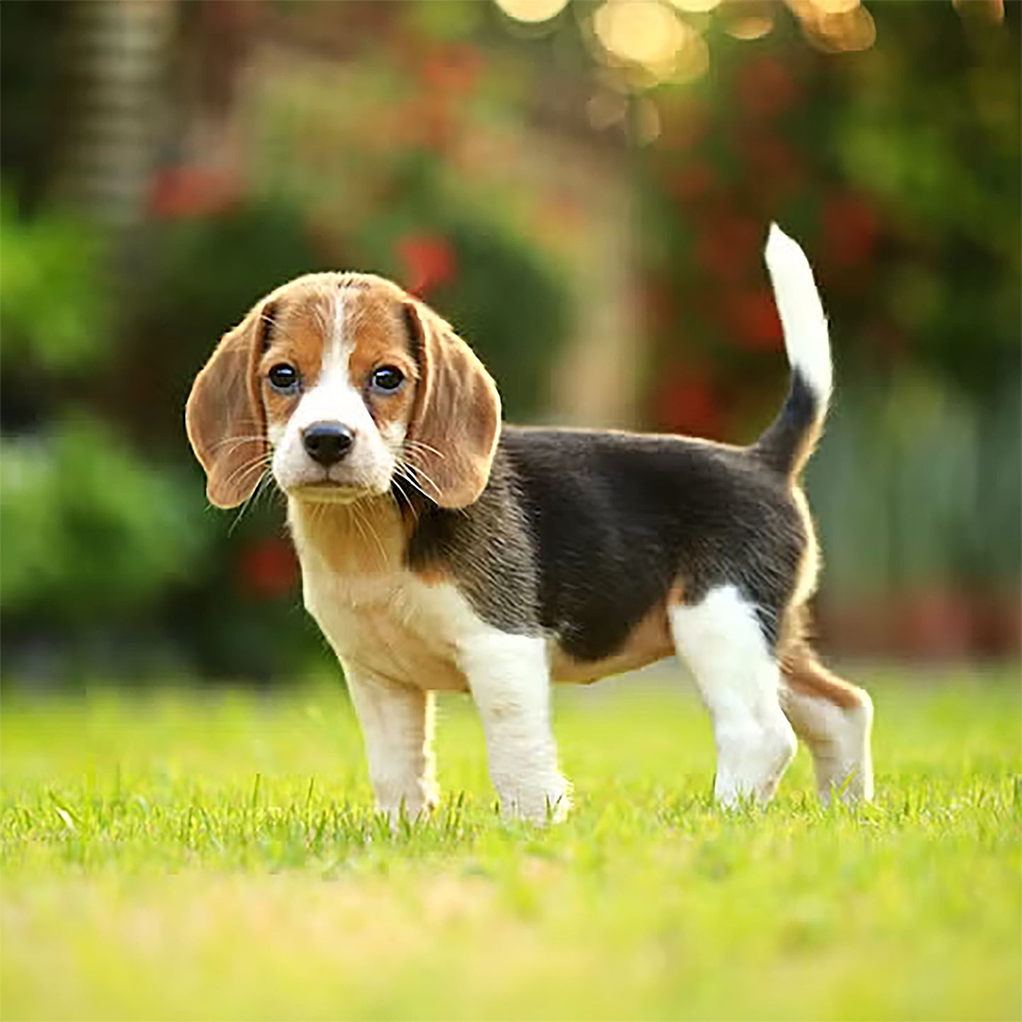 Bobble Head Beagle - Dashboard Accessory Dog